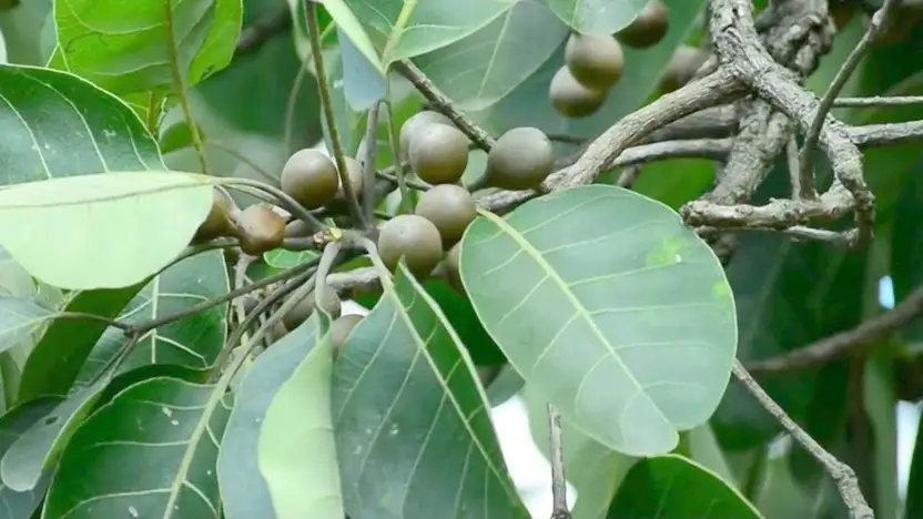Terminalia Bellirica in a laboratory jar