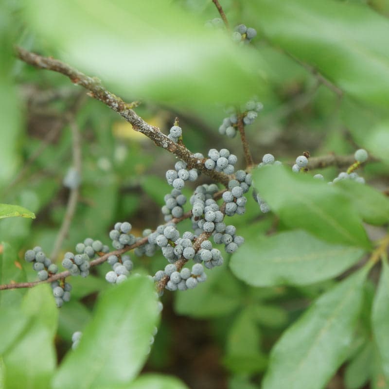 Bayberry Extract in a laboratory jar