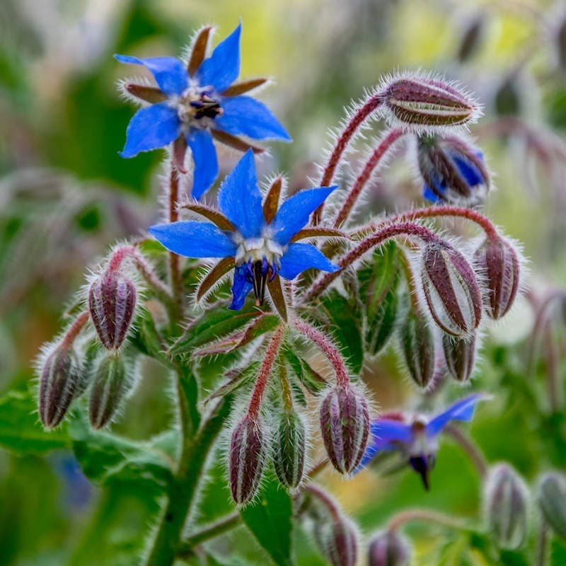 Borage Flower Extract in a laboratory jar