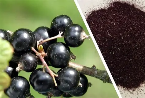 Black Currant Extract in a laboratory jar