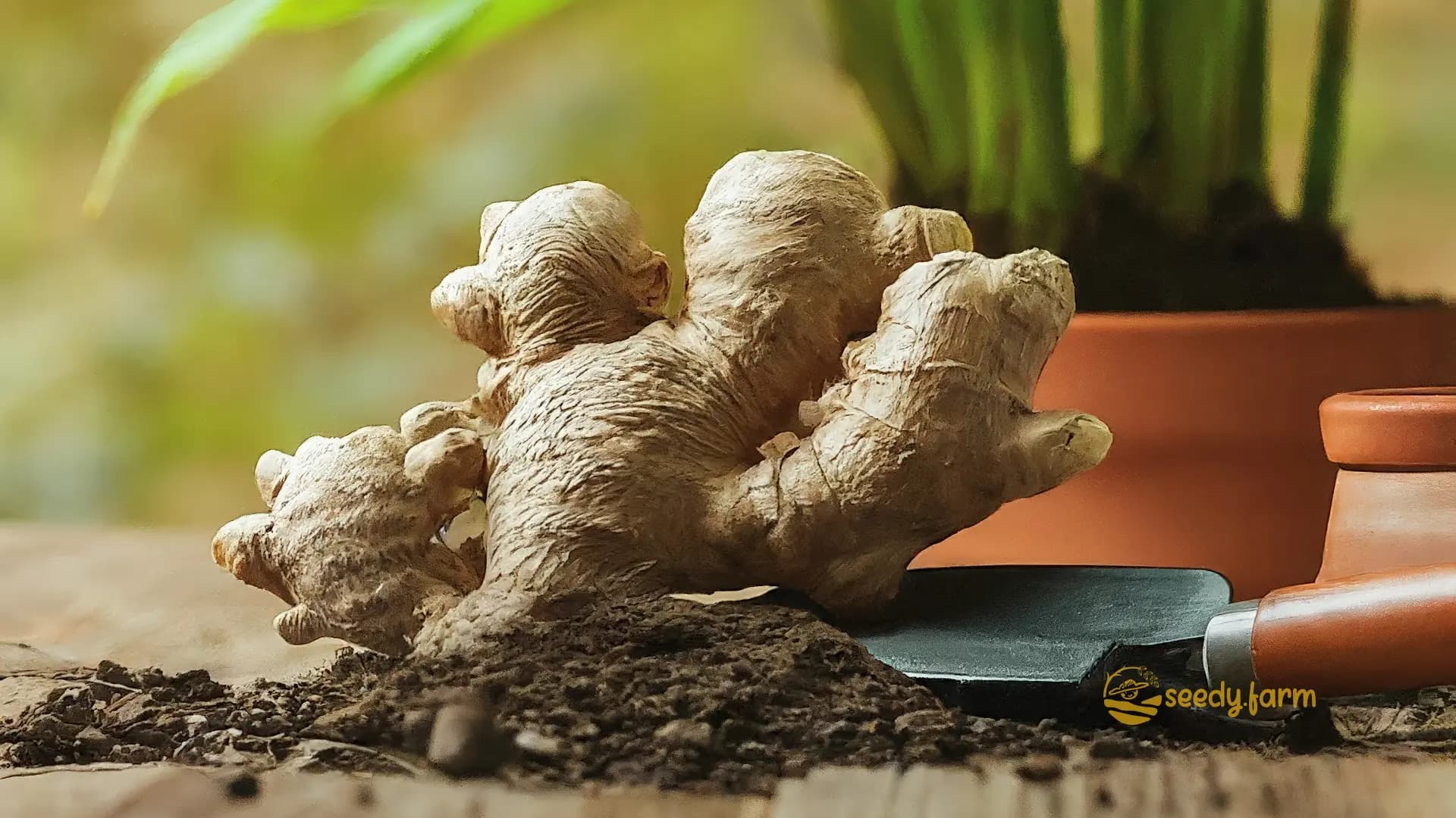 Ginger Extract in a laboratory jar