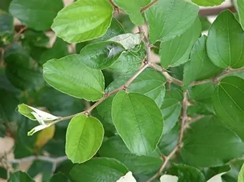 Ber Leaf Extract in a laboratory jar