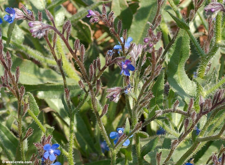 Alkanet Extract in a laboratory jar